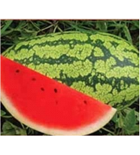 Watermelon UN Tarun 10 grams